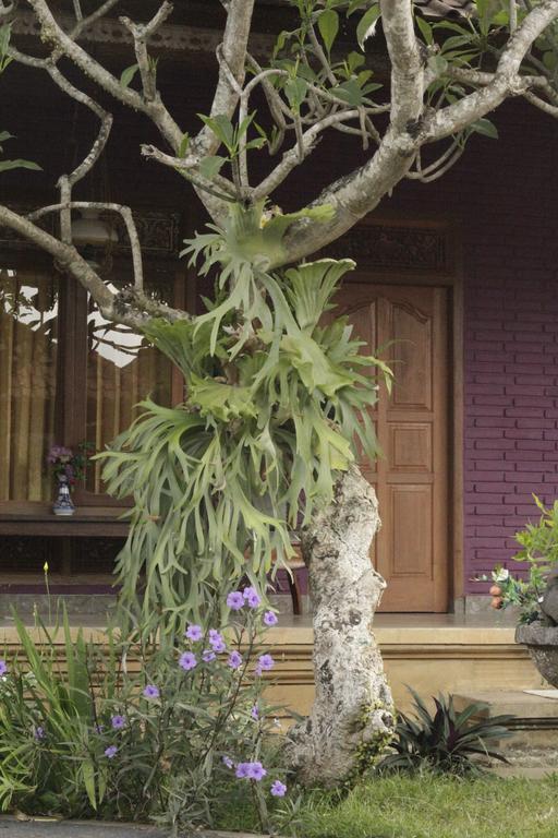 Rona Accommodation Ubud Exterior foto